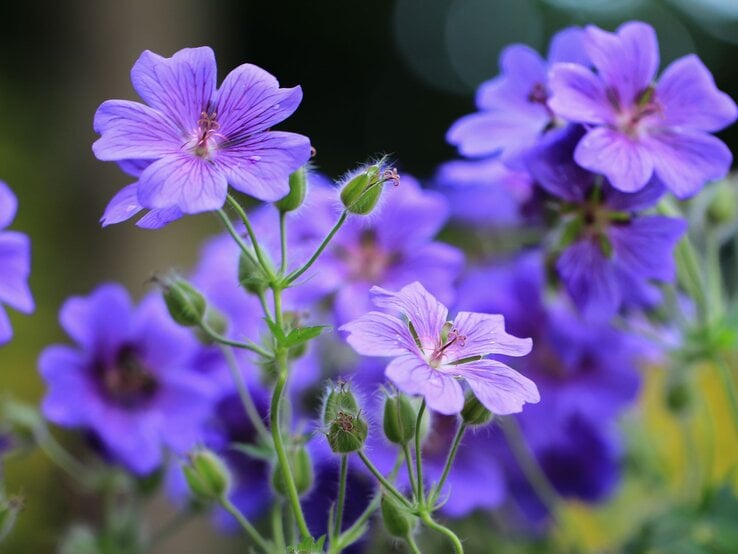 Leuchtend violette Storchschnabelblüten mit feinen Adern und zarten Staubgefäßen blühen vor unscharfem, dunklem Hintergrund. | © Adobe Stock