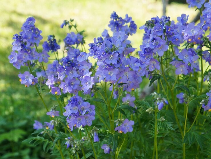 Leuchtend blaue Himmelsleiter-Blüten mit gelben Staubgefäßen blühen üppig zwischen filigranen grünen Blättern im Sonnenlicht. | © Adobe Stock