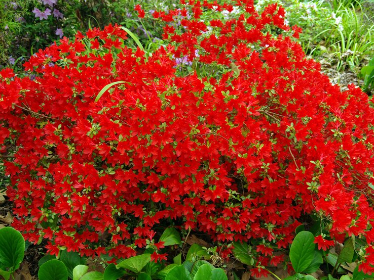 Staude mit roten Blüten im Garten