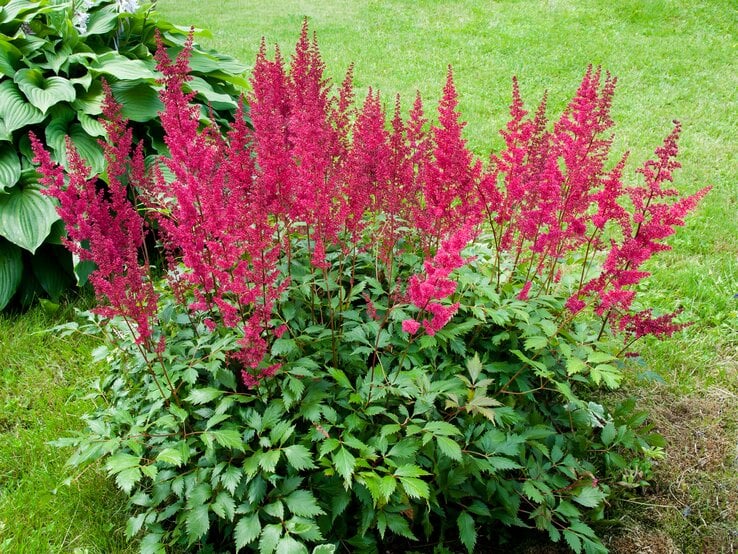 Riesenprachtspiere mit ihren roten Blüten | © Getty Images