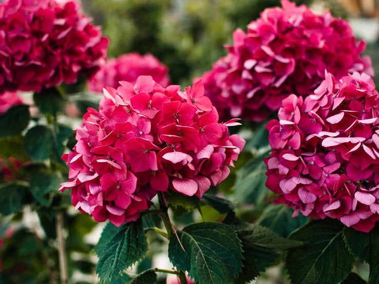 Bauernhortensie mit roten Blüten im Garten | © Getty Images