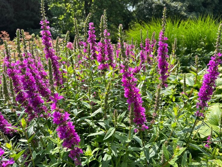 Leuchtend violette Blutweiderich-Blüten ragen in die Höhe, umgeben von sattgrünen Blättern in einem sonnigen Garten.