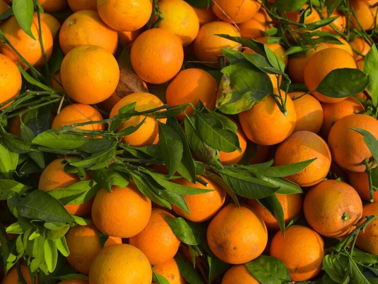 Frische, leuchtend orangefarbene Orangen mit grünen Blättern liegen dicht aneinander in natürlichem Sonnenlicht.