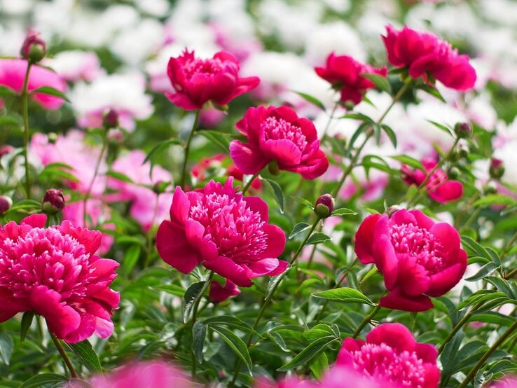 Leuchtend pinke Pfingstrosen in voller Blüte mit dicht gefüllten Blütenblättern, umgeben von grünen Blättern vor einem Hintergrund aus weißen und rosa Blüten.