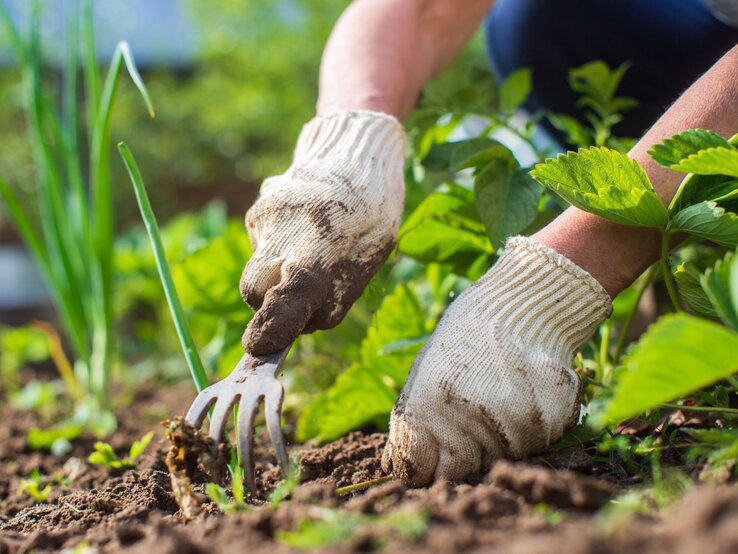 Eine Person mit weißen Gartenhandschuhen lockert mit einer kleinen Harke die Erde zwischen grünen Pflanzen.