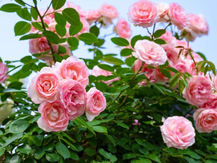 Üppig blühende rosa Rosen mit zart gefüllten Blüten vor grünem Laub und einem sanft blauen Himmel im Hintergrund.