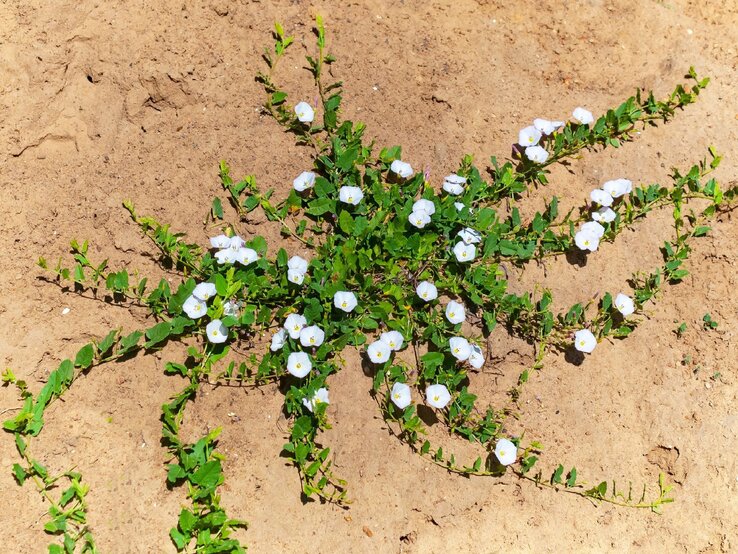 Eine kriechende Ackerwinde mit zarten weißen Blüten breitet sich auf trockenem, sandigem Boden aus. | © Shutterstock/urza