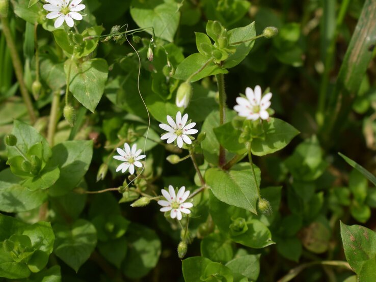 Nahaufnahme von Vogelmiere mit kleinen weißen Blüten und grünen, ovalen Blättern auf einer Wiese. | © Shutterstock/Furiarossa