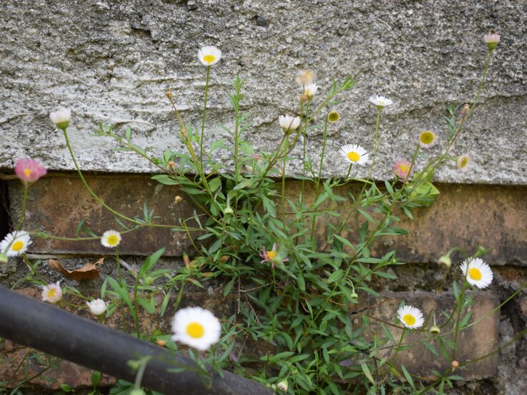 Zarte Gänseblümchen mit weißen Blüten und gelben Zentren wachsen wild vor einer verwitterten Stein- und Ziegelmauer. | © Shutterstock/Furiarossa