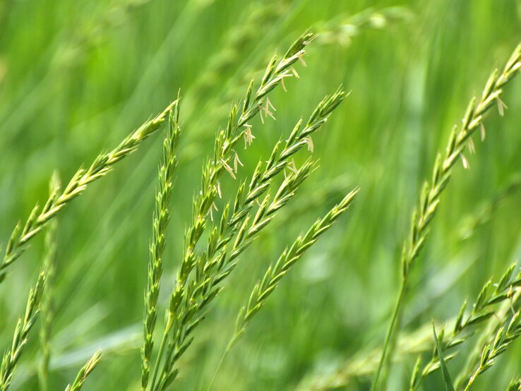 Nahaufnahme von grünen Gräserähren mit feinen Blütenständen vor einem unscharf leuchtenden Wiesenhintergrund. | © Shutterstock/Orest lyzhechka