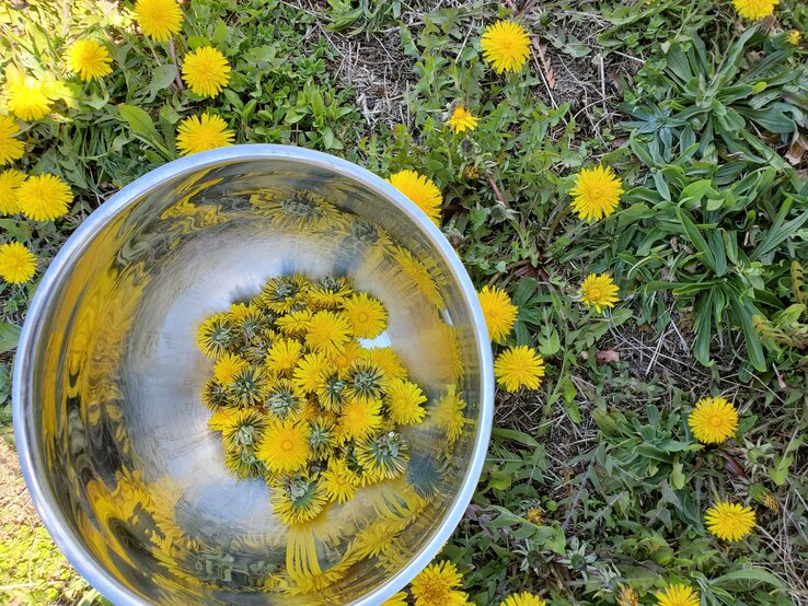 Frische gelbe Löwenzahnblüten liegen in einer silbernen Metallschüssel, umgeben von blühendem Löwenzahn auf einer grünen Wiese. | © Shutterstock/Jay Lynn