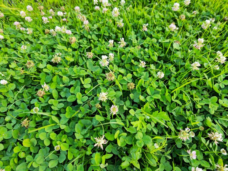 Dichte Wiese mit saftig grünem Klee und zarten, weiß-rosafarbenen Blütenköpfen des Weißklees in voller Blüte. | © Shutterstock/hun2