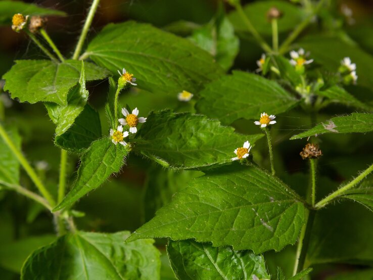 Kleine weiße Blüten mit gelben Zentren sprießen an behaarten Stielen zwischen sattgrünen, gezackten Blättern. | © Shutterstock/olko1975