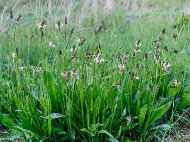 Spitzwegerich mit langen, lanzettförmigen Blättern und schlanken Blütenstielen mit braunen Ähren und weißen Blüten. | © Shutterstock/LFRabanedo