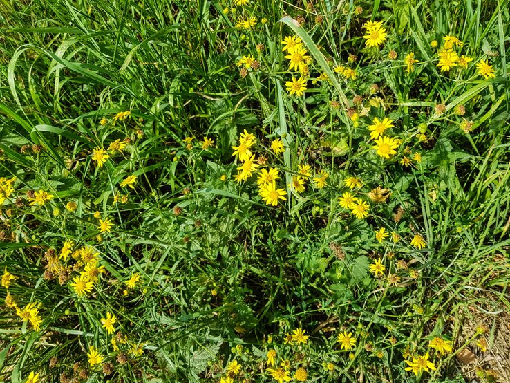 Leuchtend gelbe Wildblumen mit zarten Blütenköpfen wachsen dicht zwischen saftigem Grün und hohen Grashalmen. | © Shutterstock/Steidi