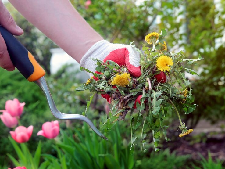 Eine behandschuhte Hand hält frisch gezupftes Löwenzahn-Unkraut neben blühenden rosa Tulpen im grünen Garten.