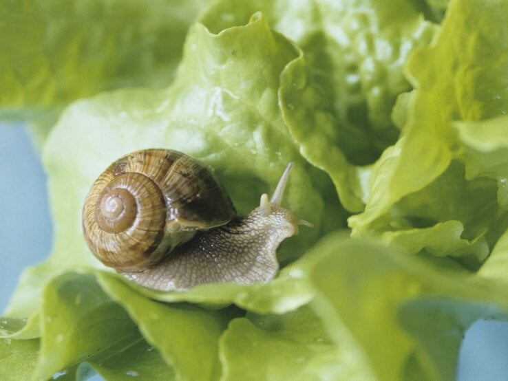 Eine braune Schnecke mit spiralförmigem Gehäuse kriecht über ein frisches, grünes Salatblatt mit Wassertropfen.