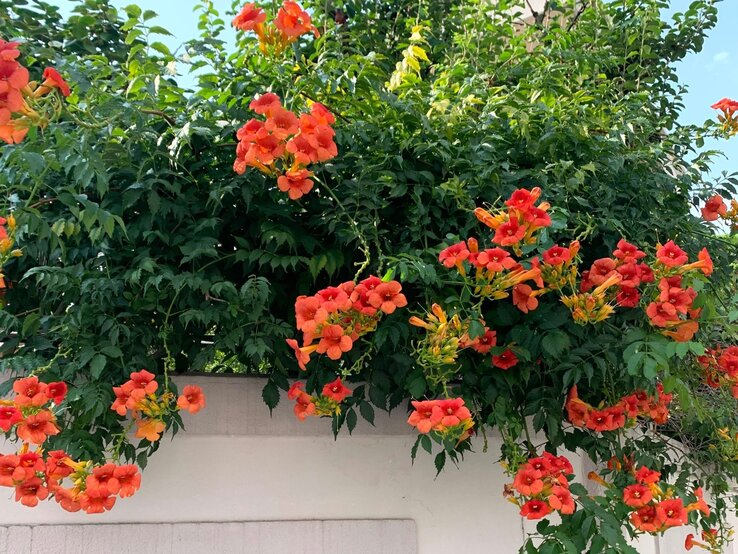 Üppige Kletterpflanze mit leuchtend orange-roten Trompetenblüten rankt über eine weiße Mauer vor grünem Laub und blauem Himmel.