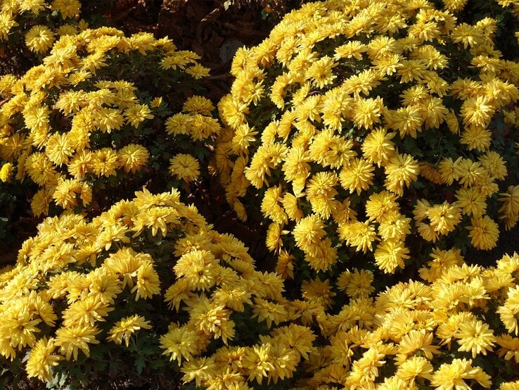 Gelbe Chrysantheme im Staudenbeet | © Getty Images