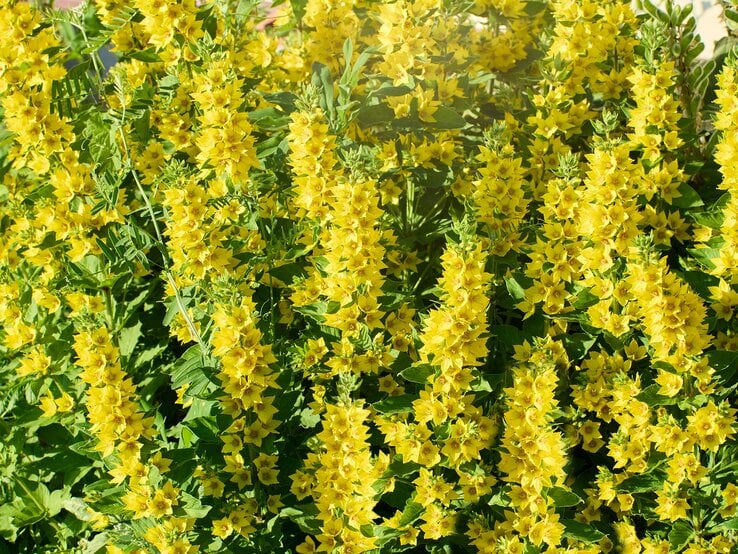 Goldfelberich mit gelber Blüte | © Getty Images