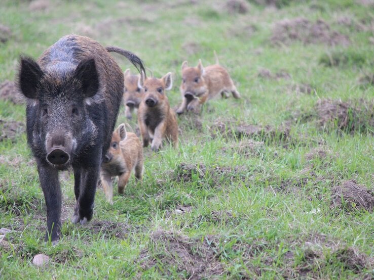 Ein Wildschwein mit dunklem Fell läuft aufmerksam über eine grüne Wiese, gefolgt von vier gestreiften Frischlingen.