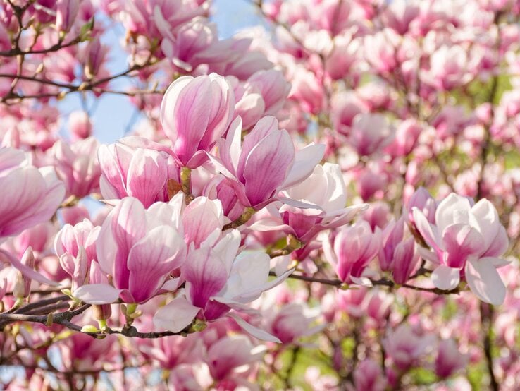 Zartrosa und weiße Magnolienblüten in voller Blüte vor blauem Himmel, sonnig beleuchtet und dicht an den Zweigen.