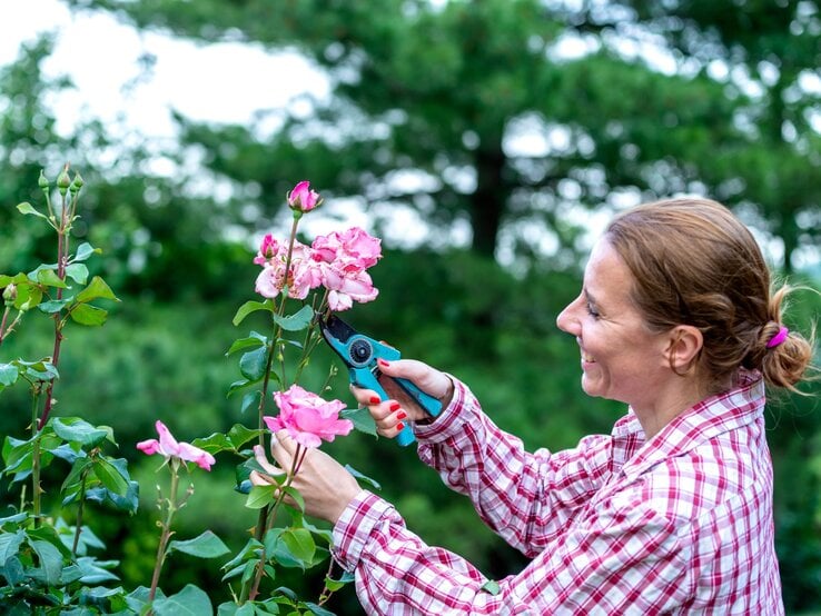 Lachende Frau mit blonden Haaren im Dutt schneidet in kariertem Hemd rosa Rosen im grünen Garten.