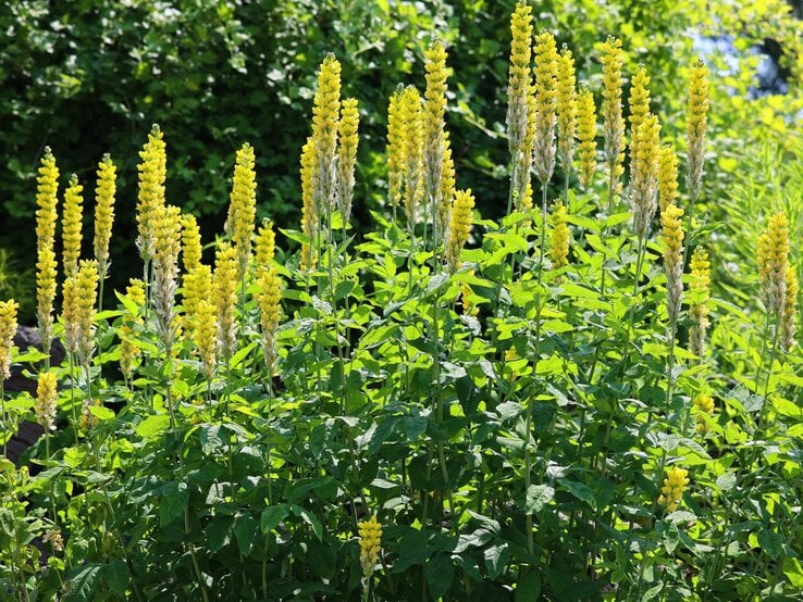 Hohe gelbe Blütenkerzen der Königskerze ragen aus dichtem grünen Laub, im Sonnenlicht vor einer Hecke leuchtend. | © Shutterstock/meunierd