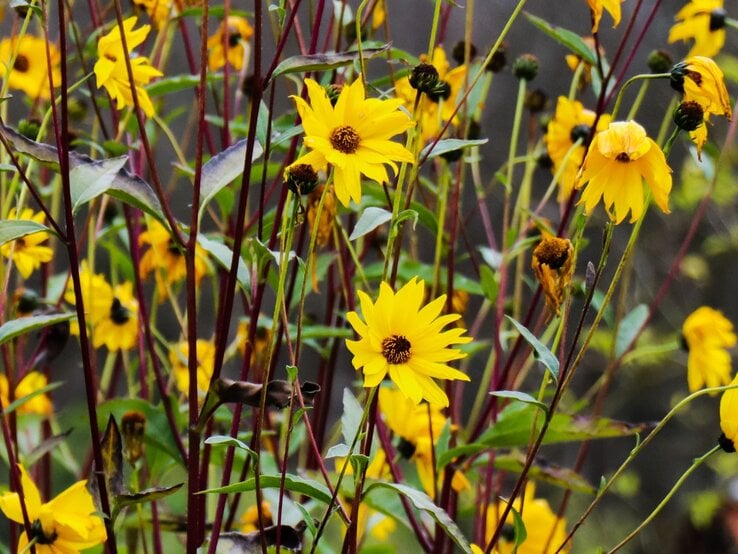 Leuchtend gelbe Sonnenblumenartige Blüten mit dunkler Mitte wachsen an dünnen, rötlichen Stängeln im wilden Garten. | © Shutterstock/Wirestock Creators