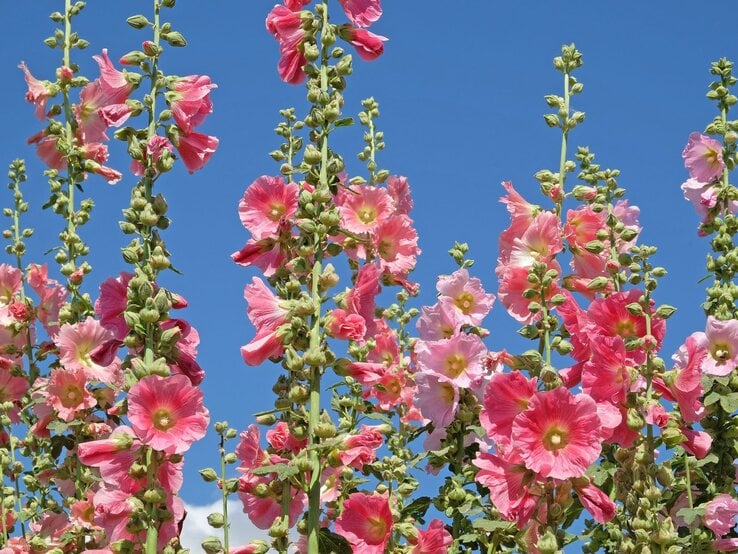 Hohe Stockrosen mit rosa und pinken Blüten blühen üppig vor strahlend blauem Himmel. | © Shutterstock/Alex Manders