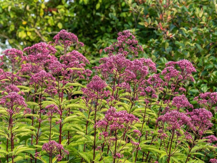 Hohe Stauden des Wasserdosts mit filigranen violetten Blüten und grünen Blättern stehen dicht gedrängt vor einer Hecke aus grünen Sträuchern. | © Shutterstock/Andrey_Nikitin