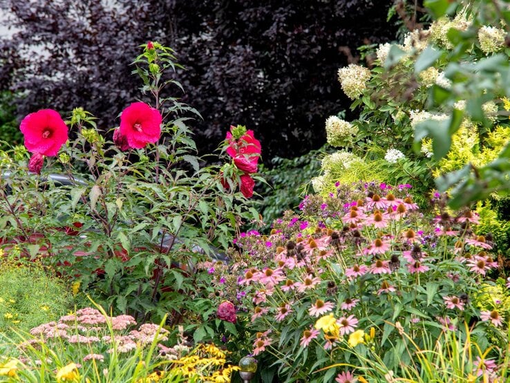 Ein bunter Garten mit hohen roten Hibiskusblüten, rosa Sonnenhut und weißen Hortensien vor dunklem Laub. | © Shutterstock/Catherine Anne Thomas