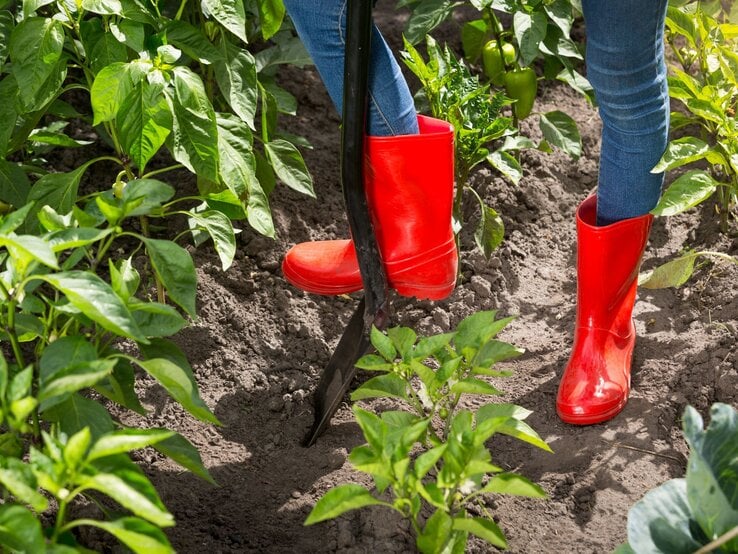 Rote Gummistiefel treten eine Schaufel in den lockeren Boden eines Gemüsebeets mit kräftigen Paprikapflanzen.