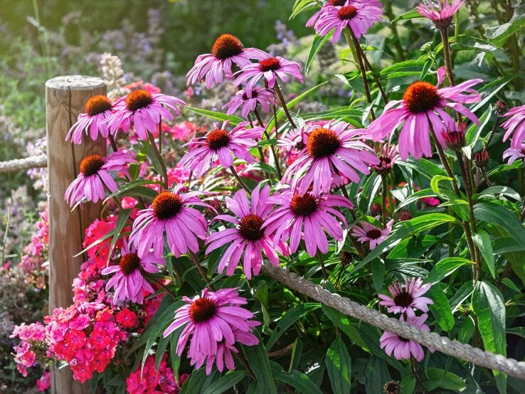 Leuchtend pinker Sonnenhut mit braunen Blütenmitten wächst neben roten Phlox-Blüten an einem Holzpfosten mit Seil.