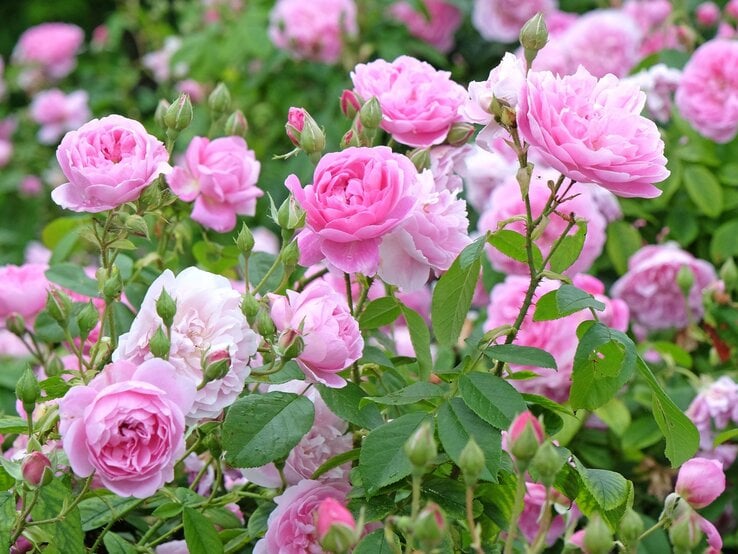 Üppig blühende rosa Rosen mit zarten Blütenblättern und grünen Blättern in einem sommerlichen Garten.