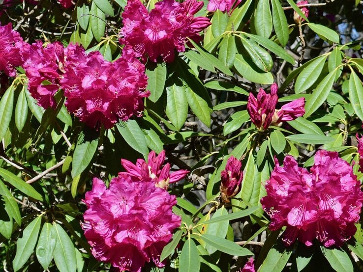 Leuchtend pinke Rhododendronblüten in voller Blüte, umgeben von glänzend grünen Blättern im Sonnenlicht.