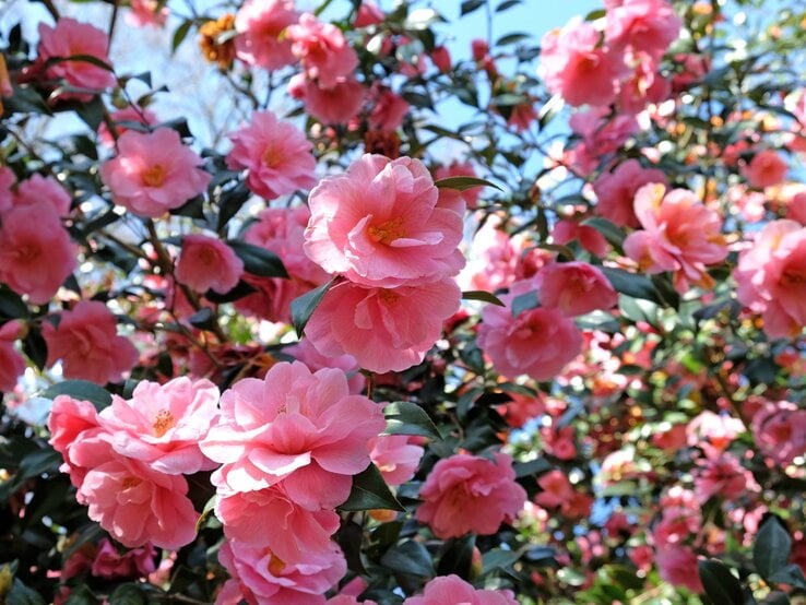 Üppig blühende Kamelien mit zarten rosa Blüten vor dunkelgrünem Laub und einem strahlend blauen Himmel.