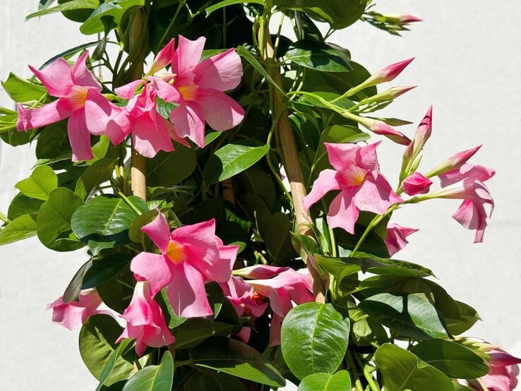 Pinke Dipladenia-Blüten mit gelbem Zentrum blühen an einer Rankpflanze mit glänzend grünen Blättern vor einer weißen Wand.