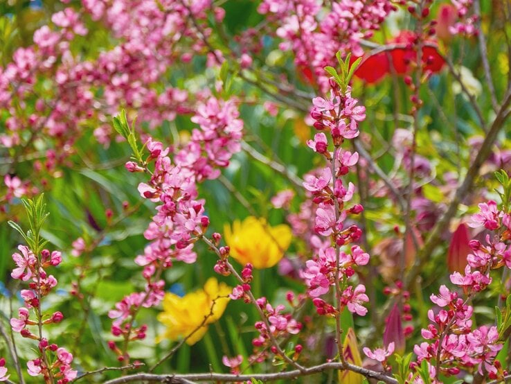 Zartrosa Blütenzweige eines blühenden Zierstrauchs ragen inmitten eines bunten Frühlingsgartens mit gelben Tulpen empor.