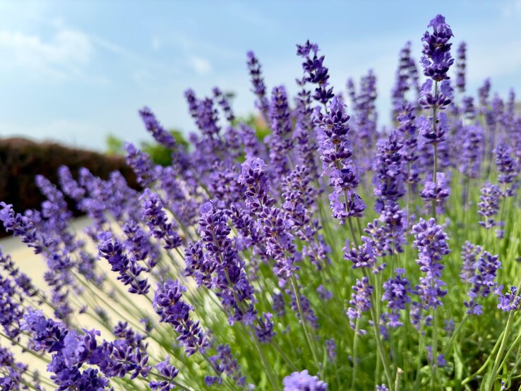 Ein blühendes Lavendelfeld mit leuchtend violetten Blüten vor einem sonnigen, blauen Himmel im Sommer.