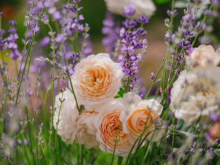 Zart apricotfarbene Rosen blühen zwischen duftendem violetten Lavendel in einem sommerlichen Garten. | © Shutterstock/yulia_romaniy88