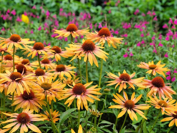 Leuchtend orangefarbene Sonnenhüte mit braunen Blütenköpfen blühen dicht an dicht vor einem Hintergrund aus grünen Blättern und pinken Blüten.