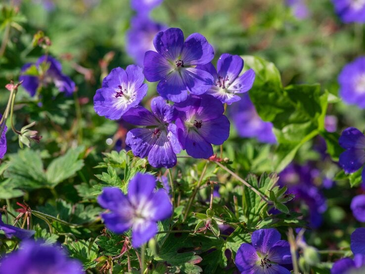 Leuchtend violette Storchschnabelblüten mit dunkler Aderung und heller Mitte blühen über dichtem, grünem Laub in der Sonne. | © Shutterstock/Iva Vagnerova