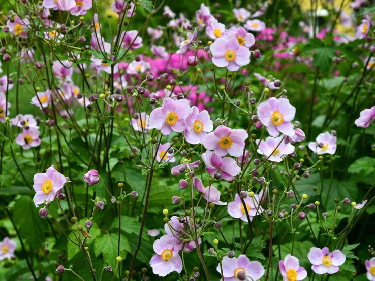 Zarte rosa Herbst-Anemonen mit gelber Mitte blühen an filigranen Stielen, umgeben von üppigem grünen Laub. | © Shutterstock/Rhoenbergfoto