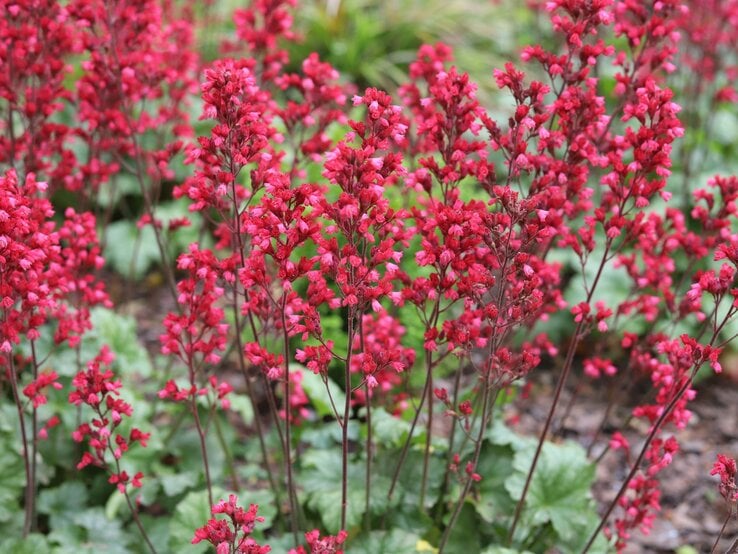 Leuchtend rote Purpurglöckchen blühen in dichten Rispen auf filigranen Stängeln über grünem, leicht gewelltem Laub. | © Shutterstock/Kabar