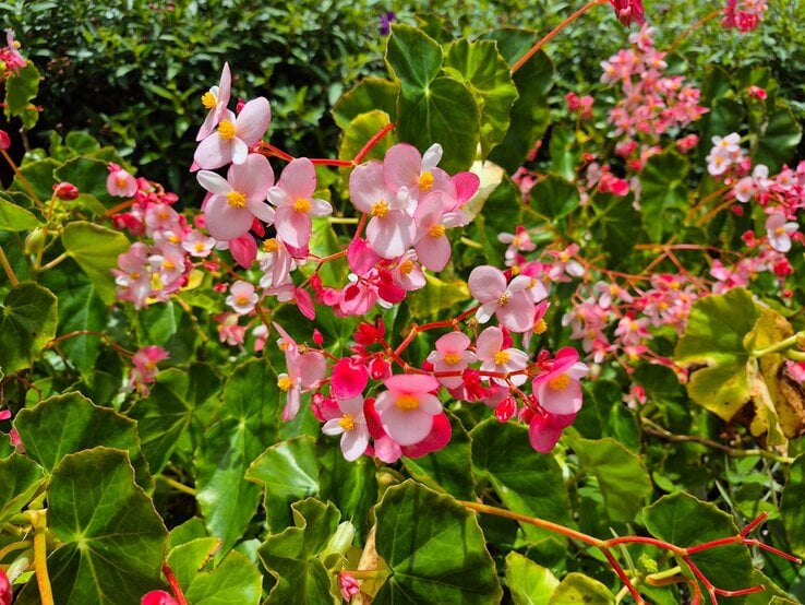 Zarte rosa Blüten der winterharten Begonie mit gelben Staubgefäßen blühen an roten Stängeln über grünem, herzförmigem Laub. | © Shutterstock/Sasmika Suwandi