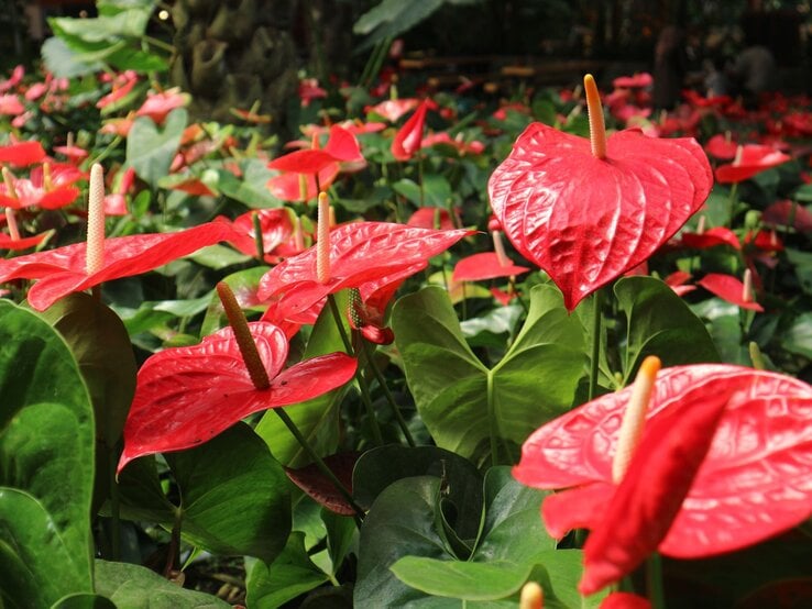 Leuchtend rote Anthurien mit glänzenden, herzförmigen Blüten und gelben Kolben ragen aus dichtem, dunkelgrünem Laub hervor.