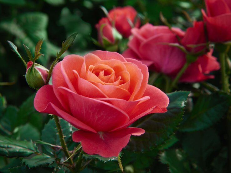 Eine leuchtend orange-rote Rose, die mit Eierschalen gedüngt wurde,  in voller Blüte mit samtigen Blütenblättern, umgeben von grünen Blättern und Knospen.