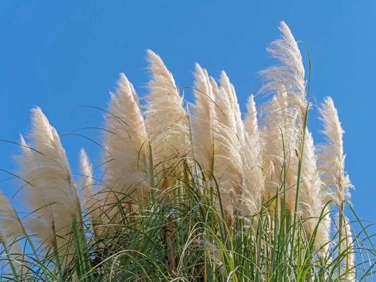 Weiße Pampasgräser ragen vor dem klaren blauen Himmel empor und wiegen sich sanft im Wind.