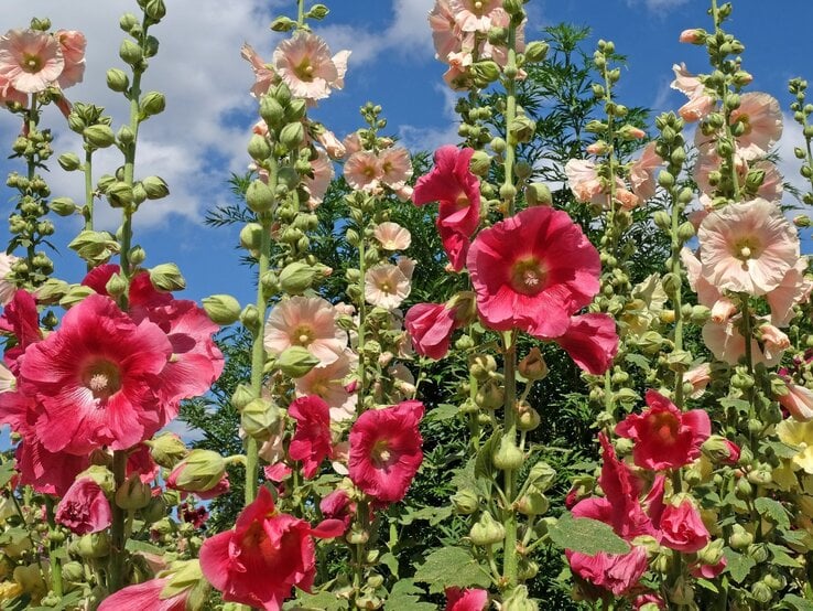 Üppige Stockrosen in Rosa und Rot blühen vor blauem Himmel und grünen Sträuchern an einem sonnigen Sommertag. | © Shutterstock/Alex Manders